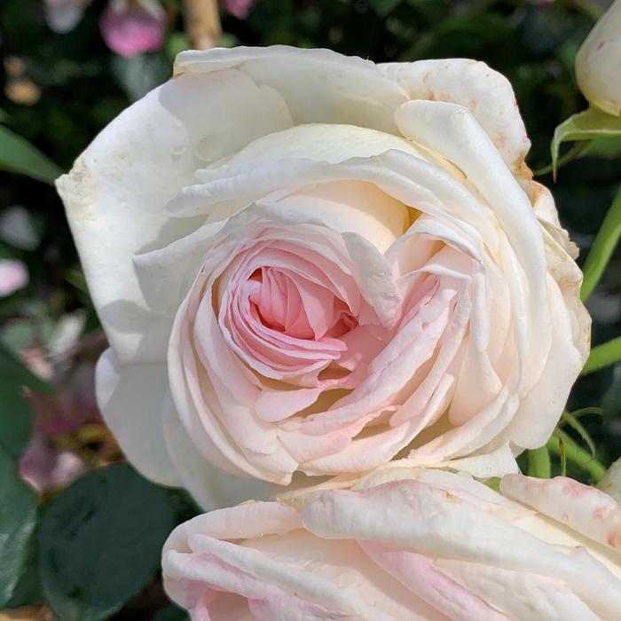 'Top Cream&trade;' Rose - Rosa from 93 Nursery and Landscape Supply
