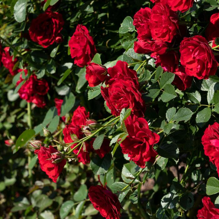 'Cherry Frost™' Climbing Rose - Rosa from 93 Nursery and Landscape Supply