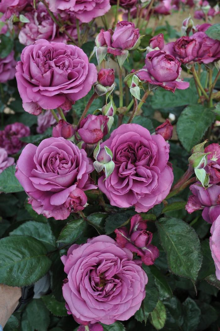 'Plum Perfect' Rose - Rosa (Rose) from 93 Nursery and Landscape Supply