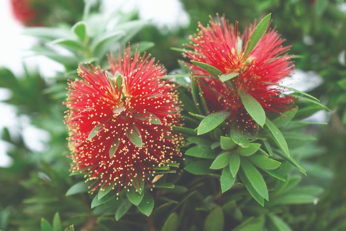 'Little John' Bottlebrush - Callistemon from 93 Nursery and Landscape Supply
