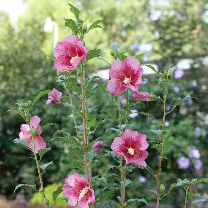 Red Pillar&reg; Rose of Sharon - Hibiscus syriacus from 93 Nursery and Landscape Supply
