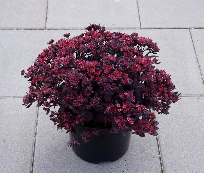 Sunsparkler® 'Plum Dazzled' - Sedum (Stonecrop) from 93 Nursery and Landscape Supply