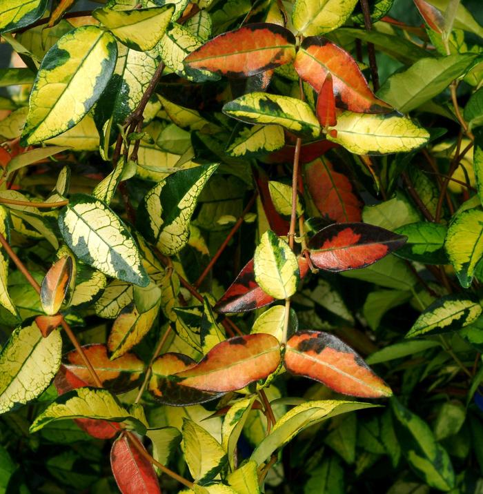 Tricolor Jasmine - Trachelospermum asiaticum from 93 Nursery and Landscape Supply