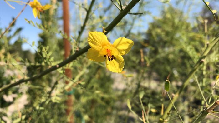 Palo Verde - Cercidium from 93 Nursery and Landscape Supply