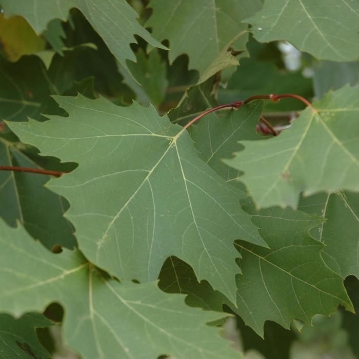 'Exclamation!™' London Planetree - Platanus x acerifolia from 93 Nursery and Landscape Supply