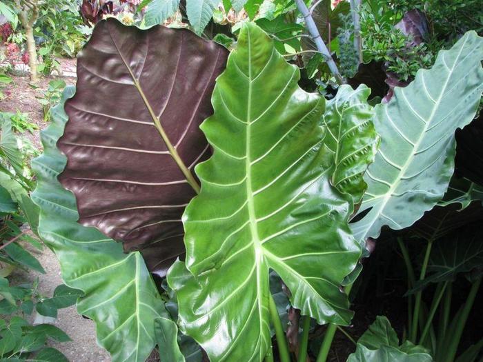 Masquerade&trade; 'Mayan Mask' - Alocasia (Elephant Ear) from 93 Nursery and Landscape Supply