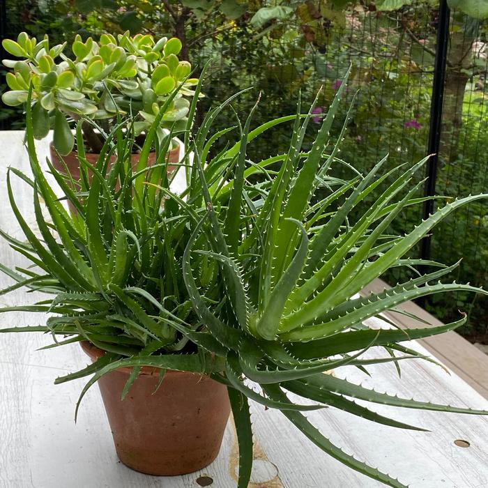 Spineless Hedgehog™ - Aloe x humilis from 93 Nursery and Landscape Supply