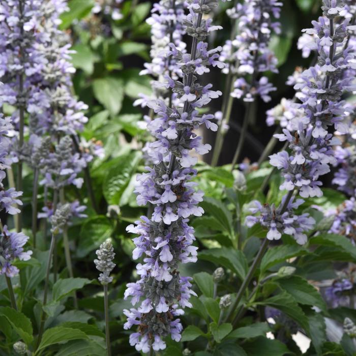 'Blue Chill' Sage - Salvia longispicata x farinacea from 93 Nursery and Landscape Supply