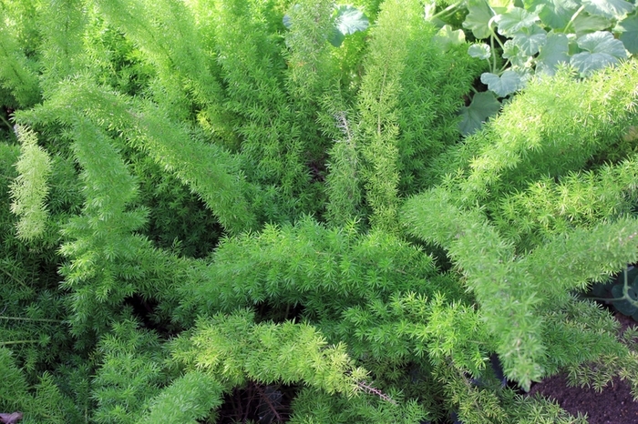 Foxtail Fern - Asparagus densiflorus from 93 Nursery and Landscape Supply