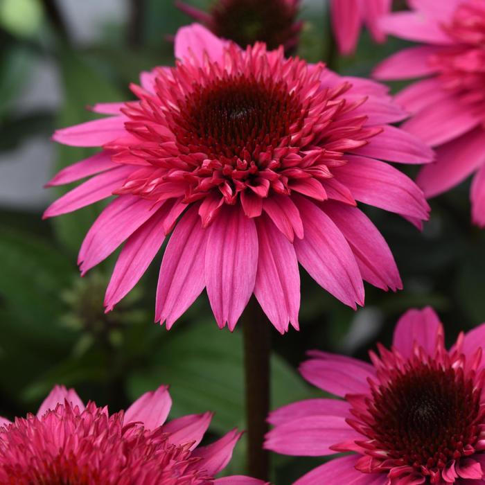 Double Scoop™ 'Watermelon Deluxe' - Echinacea (Coneflower) from 93 Nursery and Landscape Supply