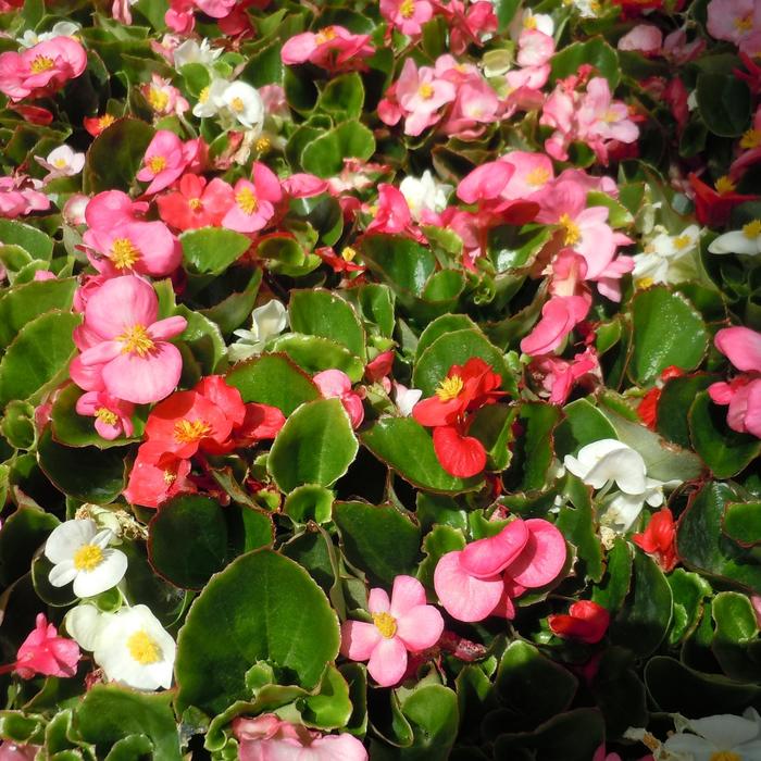 'Green Leaf Mix' Wax Begonia - Begonia semperflorens from 93 Nursery and Landscape Supply