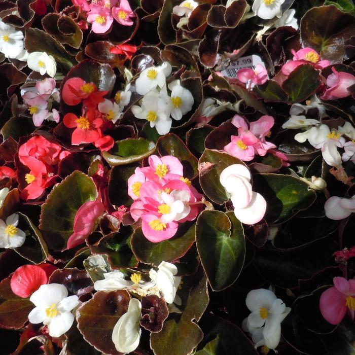 Begonia Mix - Begonia semperflorens from 93 Nursery and Landscape Supply