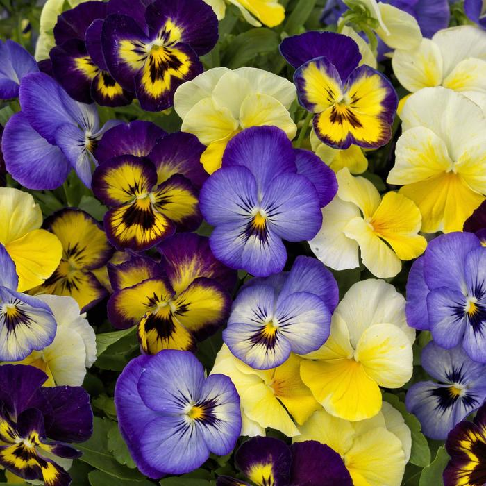 'ColorMax Lemonberry Pie Mix' - Viola cornuta from 93 Nursery and Landscape Supply