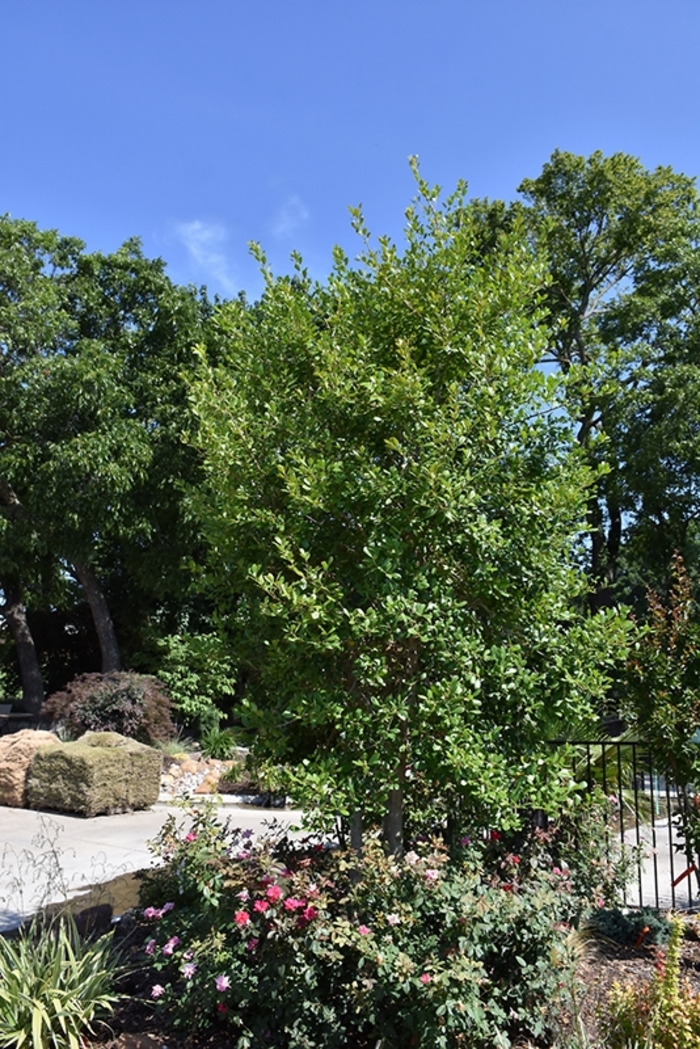 'Pride of Houston' Yaupon Holly - Ilex vomitoria from 93 Nursery and Landscape Supply