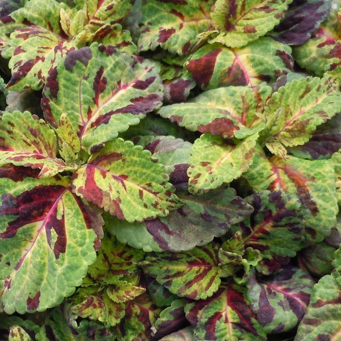 'Mosaic' - Coleus from 93 Nursery and Landscape Supply