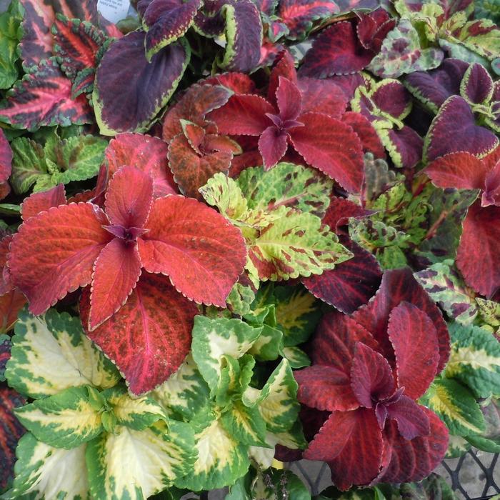 Wizard&reg; 'Mix' - coleus from 93 Nursery and Landscape Supply