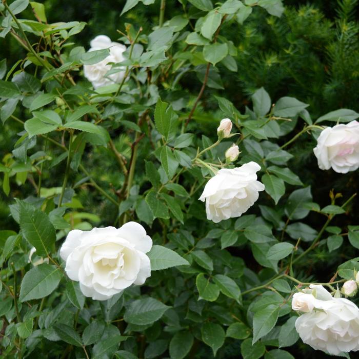 'Iceberg' Rose Tree - Rosa from 93 Nursery and Landscape Supply