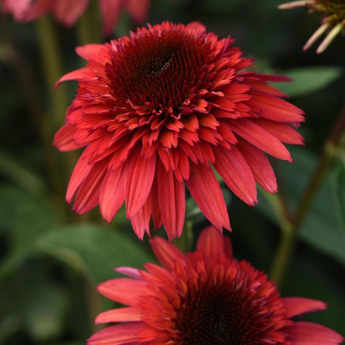 Double Scoop™ 'Raspberry Deluxe' - Echinacea (Coneflower) from 93 Nursery and Landscape Supply