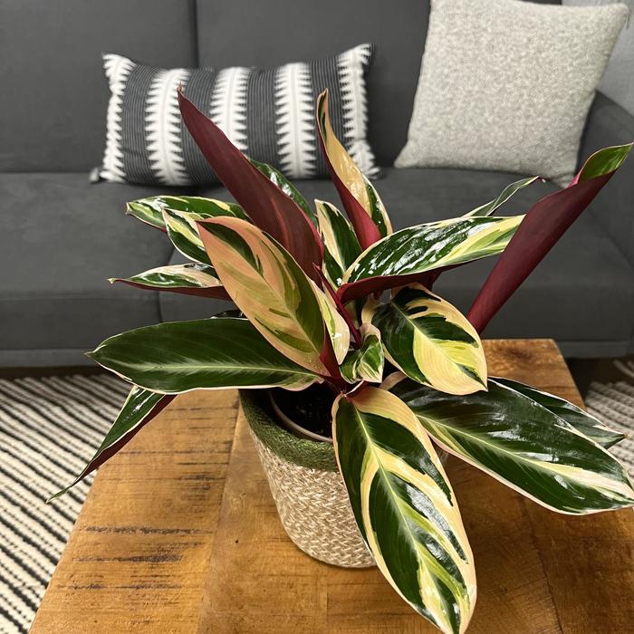 'Triostar (Tricolor)' - Stromanthe sanguinea from 93 Nursery and Landscape Supply