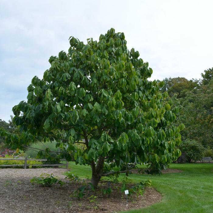 Paw Paw Tree - Asimina triloba from 93 Nursery and Landscape Supply