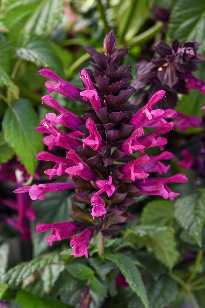 'Plum Crazy' Anise Sage - Salvia guaranitica from 93 Nursery and Landscape Supply