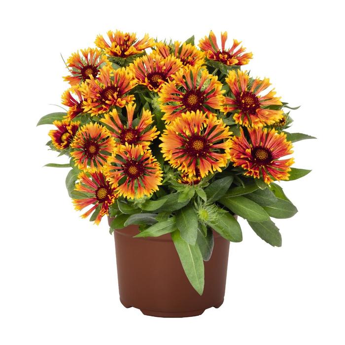SpinTop™ 'Mariach Copper Sun' - Gaillardia (Blanket Flower) from 93 Nursery and Landscape Supply