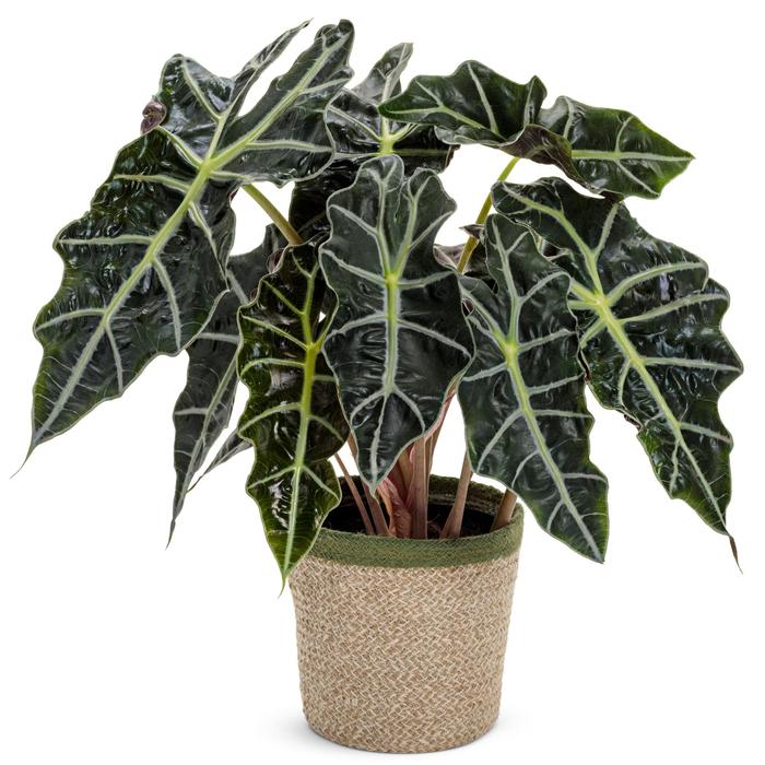 Mythic&trade; 'Nessie' African Mask Plant - Alocasia amazonica from 93 Nursery and Landscape Supply