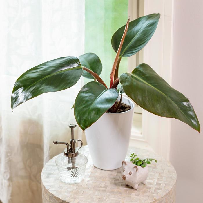 Prismacolor™ 'Rojo Congo' - Philodendron from 93 Nursery and Landscape Supply