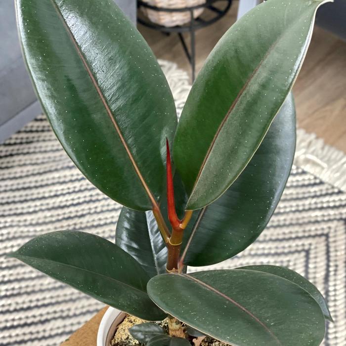 Chroma® 'Burgundy' Rubber Tree - Ficus elastica from 93 Nursery and Landscape Supply