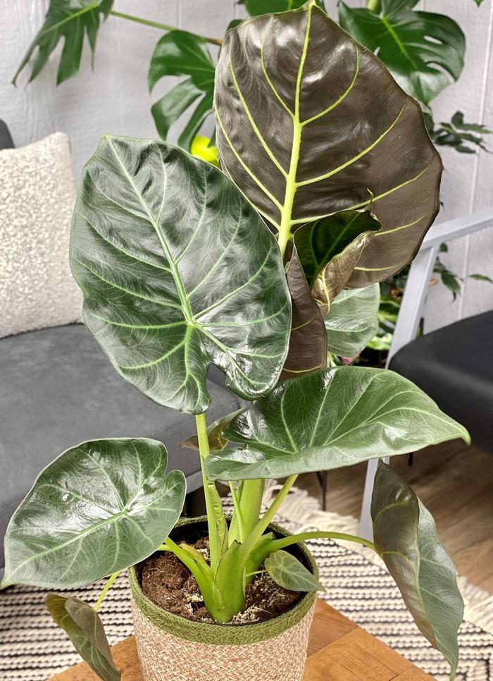 'Regal Shields' Elephant Ear - Alocasia from 93 Nursery and Landscape Supply