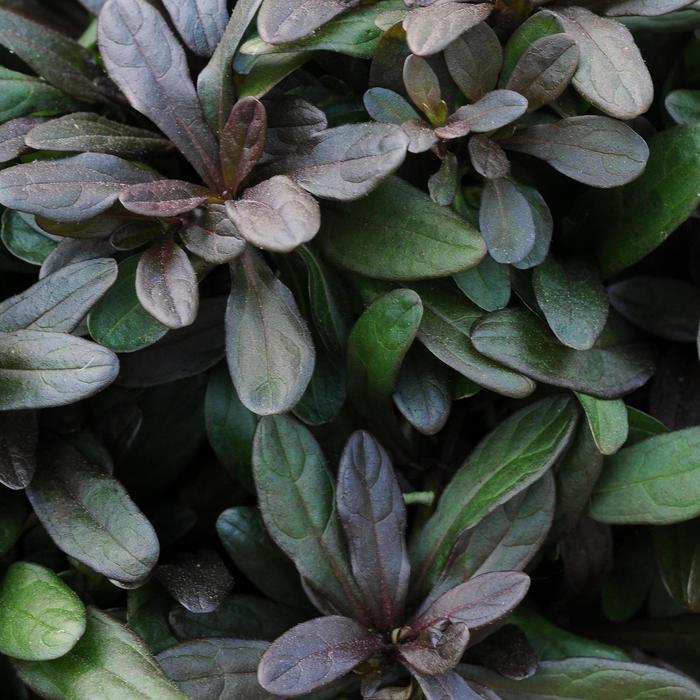 'Chocolate Chip' Bugleweed - Ajuga reptans from 93 Nursery and Landscape Supply