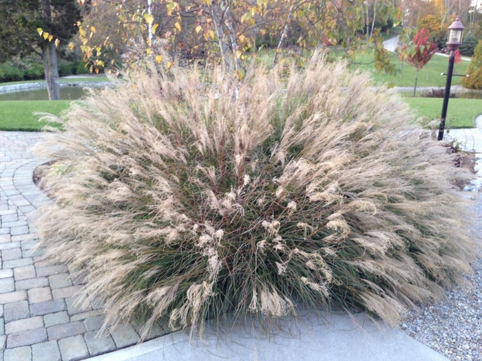 'Little Kitten' Dwarf Maiden Grass - Miscanthus sinensis from 93 Nursery and Landscape Supply