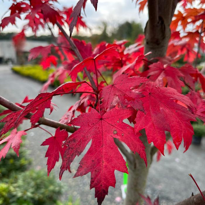 Autumn Blaze Maple - Acer x freemanii from 93 Nursery and Landscape Supply