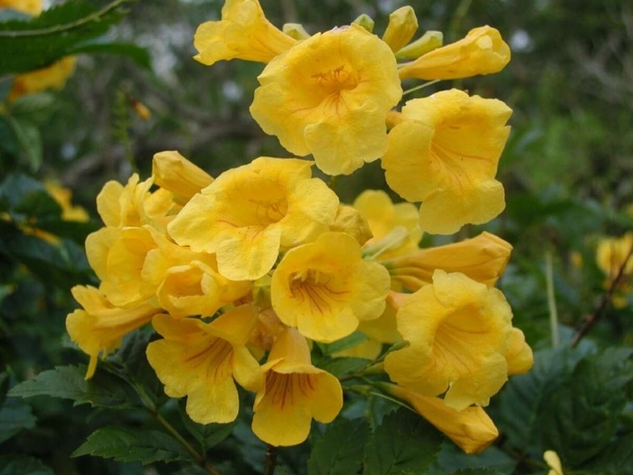 Yellow Bells - Esperanza from 93 Nursery and Landscape Supply