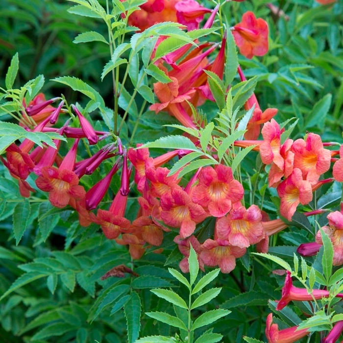 Bells of Fire - Esperanza from 93 Nursery and Landscape Supply