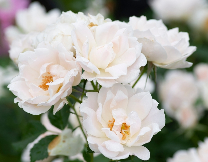 Rose 'Icecap' - Rosa from 93 Nursery and Landscape Supply