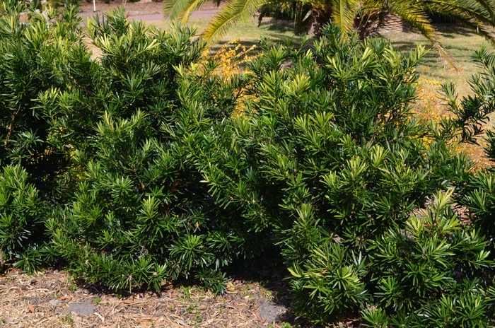 Pringles Dwarf Japanese Yew - Podocarpus macrophyllus from 93 Nursery and Landscape Supply