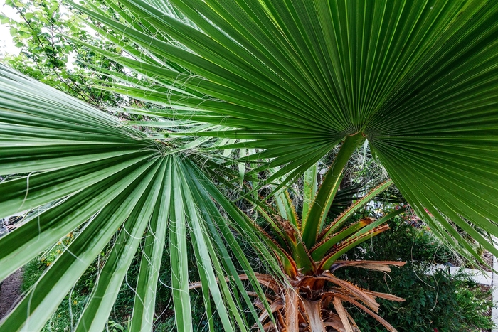 Texas Sabal Palm - Sabal mexicana from 93 Nursery and Landscape Supply