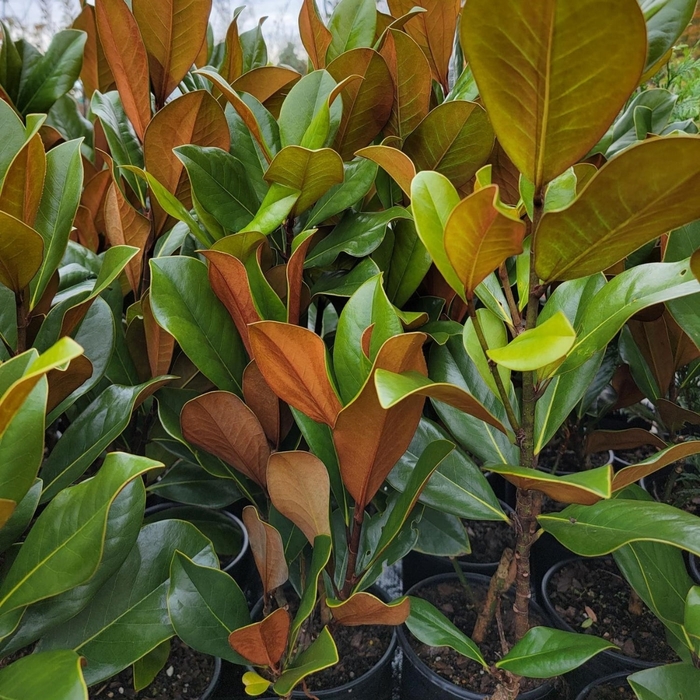 Magnolia 'D.D. Blanchard' - Magnolia grandiflora from 93 Nursery and Landscape Supply