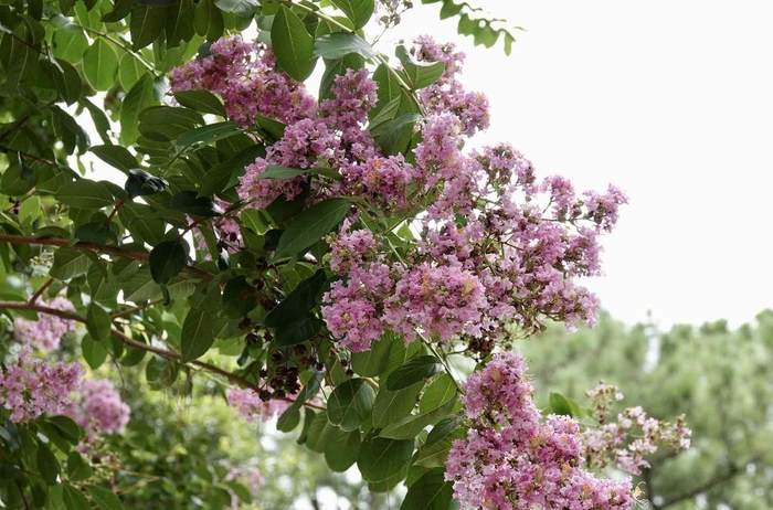 Crape Myrtle 'Basham' - Lagerstroemia indica from 93 Nursery and Landscape Supply
