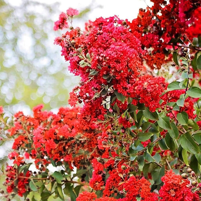 Crape Myrtle 'Miss Frances' - Lagerstroemia indica from 93 Nursery and Landscape Supply