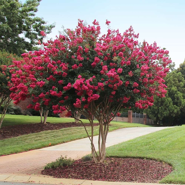 Crape Myrtle 'Tonto' - Lagerstroemia indica x fauriei from 93 Nursery and Landscape Supply