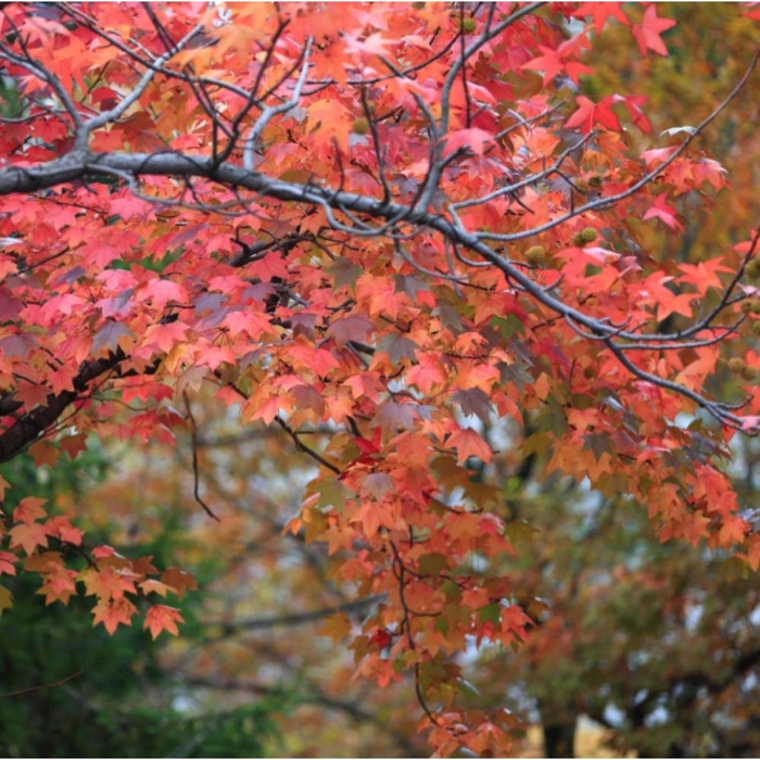 Red Maple 'Florida Flame' - Acer rubrum from 93 Nursery and Landscape Supply