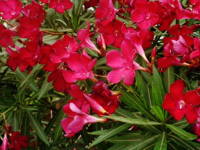 Oleander 'Petite Red' - Nerium oleander from 93 Nursery and Landscape Supply