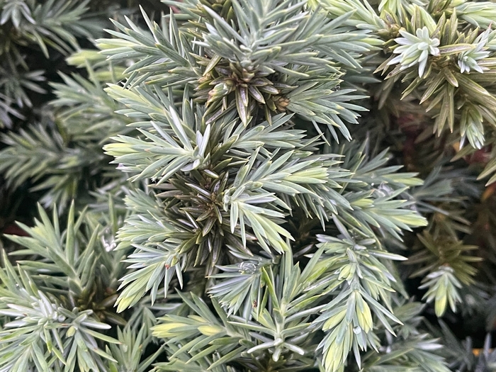 Juniper Silver Mist - Juniperus conferta from 93 Nursery and Landscape Supply
