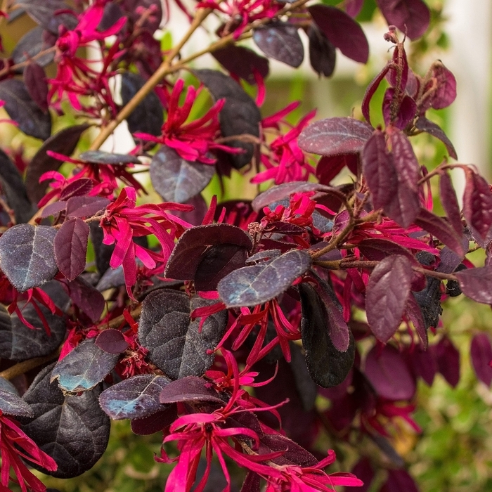 Loropetalum 'Ever Red' - Fringe Flower from 93 Nursery and Landscape Supply