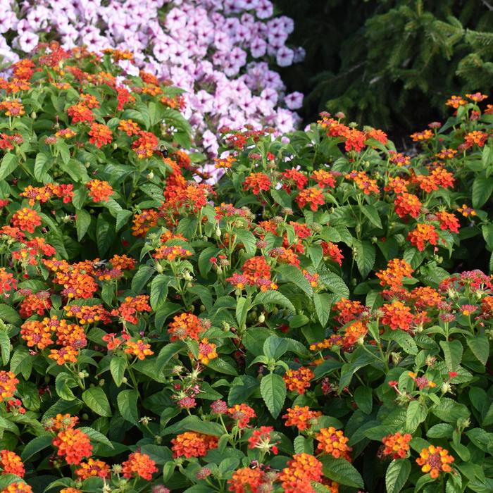 Gem&trade; Compact Orange Fire - Lantana camara from 93 Nursery and Landscape Supply