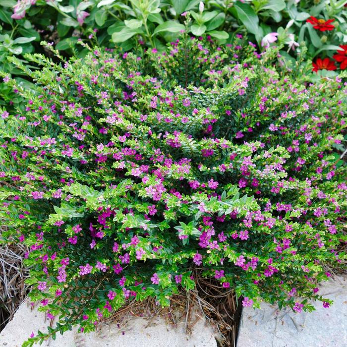 FloriGlory® 'Diana' Mexican Heather - Cuphea from 93 Nursery and Landscape Supply