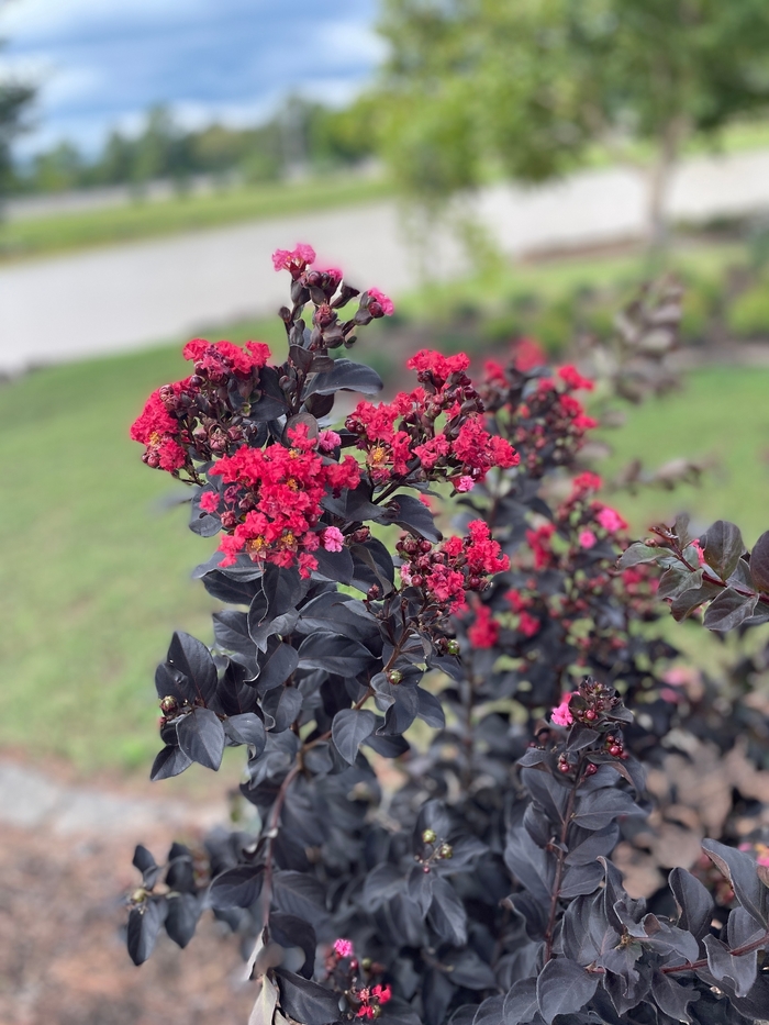 Thunderstruck 'Ruby' Crape Myrtle - Lagerstroemia (Crapemyrtle) from 93 Nursery and Landscape Supply