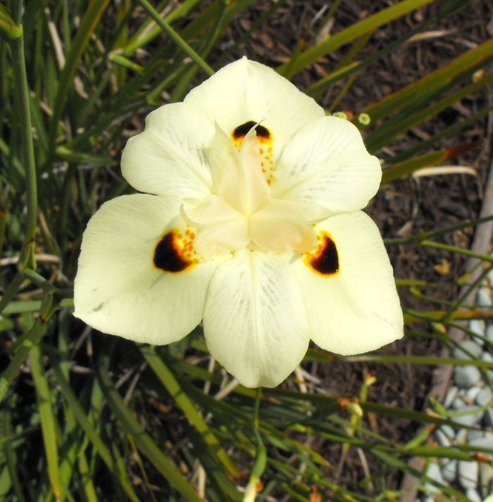 Bicolor African Iris - Dietes bicolor from 93 Nursery and Landscape Supply